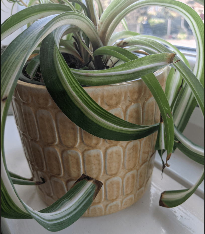 Brown tips on curly spider plant